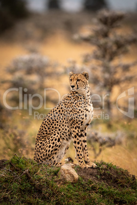 Cheetah sits on grassy mound looking round