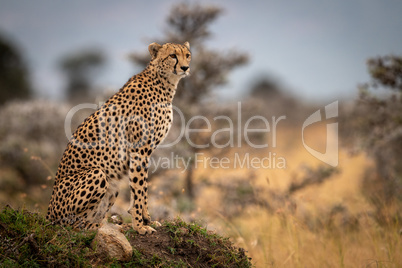 Cheetah sits on grassy mound turning head