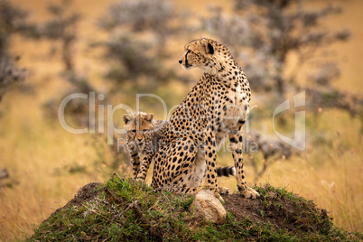Cheetah sits on grassy mound with cub