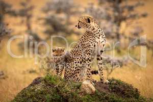 Cheetah sits on grassy mound with cub