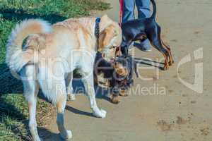 group behaviour of dogs