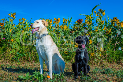 two cute dogs pose on a sunny day