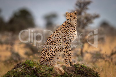 Cheetah sits on grassy mound amongst trees