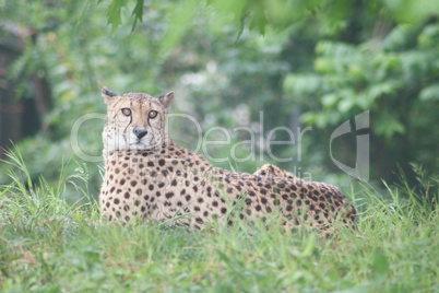 Cheetah  (Acinonyx jubatus)