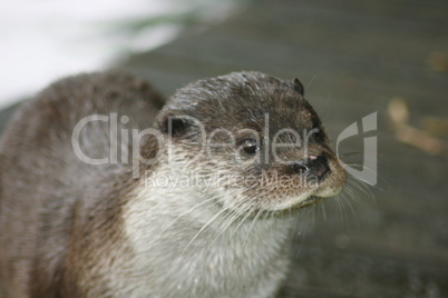 Otter (Lutra lutra)