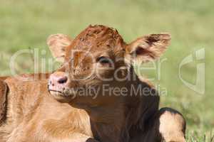 calf