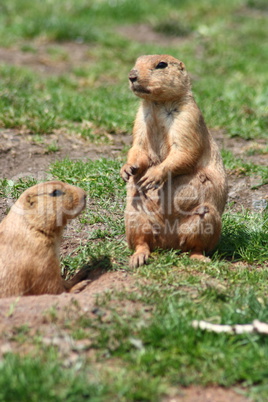 Prairie dogs  (Cynomys)
