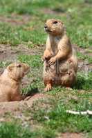 Prairie dogs  (Cynomys)