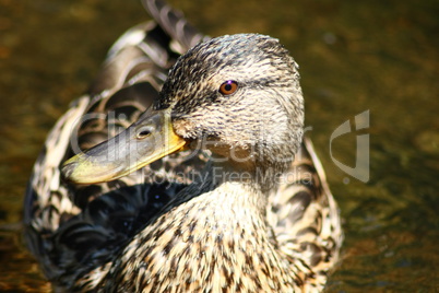 Mallard (Anas platyrhynchos)