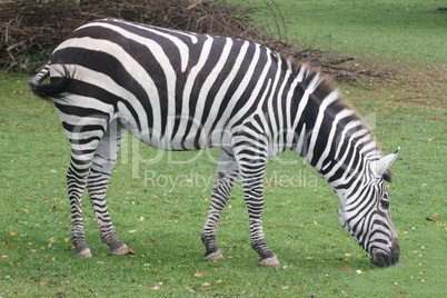 Burchell's zebra (Equus quagga)