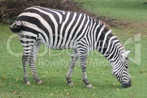 Burchell's zebra (Equus quagga)