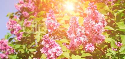 Purple lilac flowers spring blossom background. Wide photo.