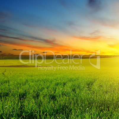 Green field and blue sky with light clouds. Above the horizon is