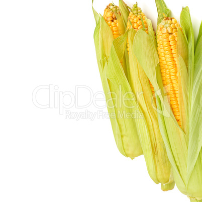 Corn cobs isolated on white. Free space for text