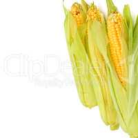 Corn cobs isolated on white. Free space for text