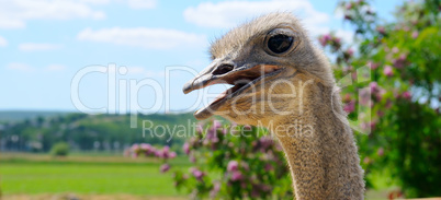 The head of an African ostrich against a scenic landscape. Wide