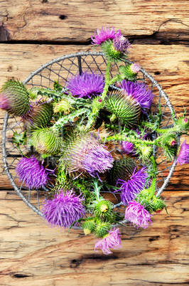 milk thistle flower