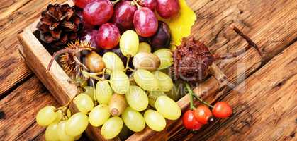 Bunches of fresh grapes