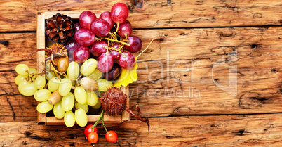 bunch of autumn grapes