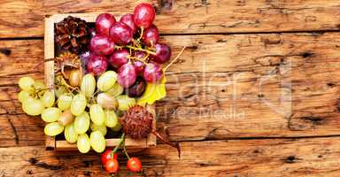 bunch of autumn grapes