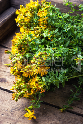 bouquet blooming medicinal herb