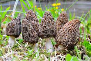 A  large group of morels by a stream