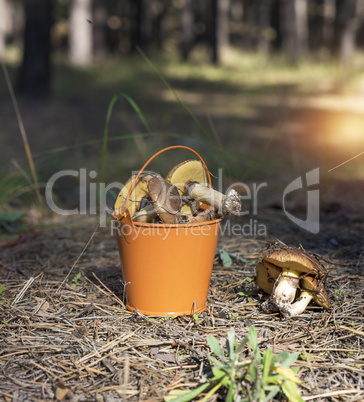 edible forest mushrooms in an orange iron bucket