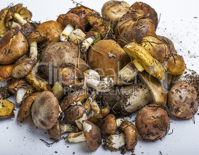 fresh edible forest mushrooms
