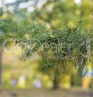 green branch of a conifer tree