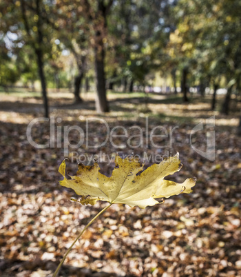 yellow maple leaf, close up