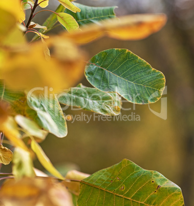 green and yellow  leaves of Cotinus coggygria