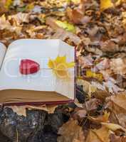 yellow maple leaf lies on the open page of the book