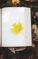 yellow maple leaf lies on empty white page of book