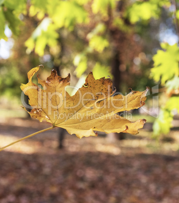 autumn abstract background with yellow maple leaf