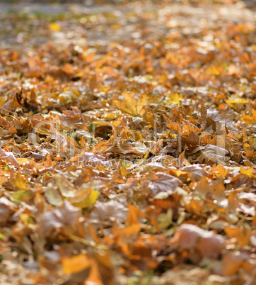 yellow maple leaves in the evening sun, selective focus