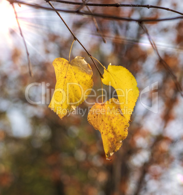 three yellow birch leaves are hanging on a branch