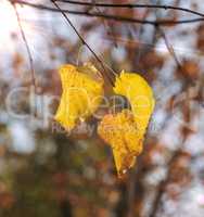 three yellow birch leaves are hanging on a branch