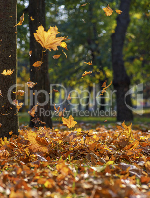 falling yellow maple leaves in autumn park