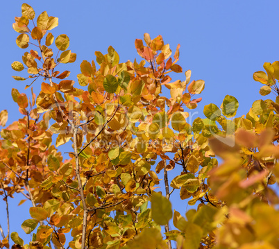 orange leaves of Cotinus coggygria in autumn