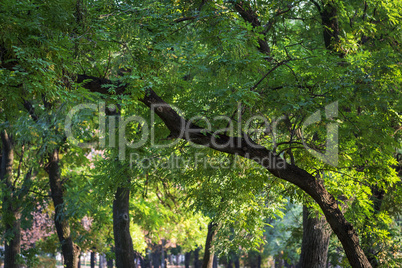 Acacia tree with green leaves in a city park