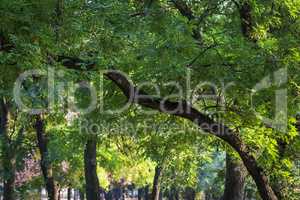 Acacia tree with green leaves in a city park