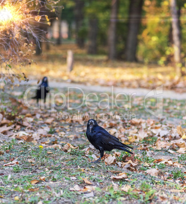 black raven in a city park