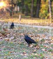 black raven in a city park