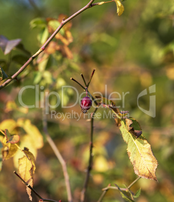 rose hip shrub with autumn afternoon