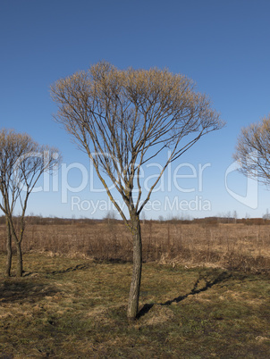 Blooming spring birch on against the sky