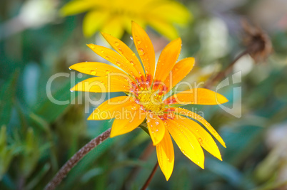 Beautiful yellow gerbera with dew drops. Shallow depth of field.