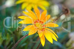 Beautiful yellow gerbera with dew drops. Shallow depth of field.