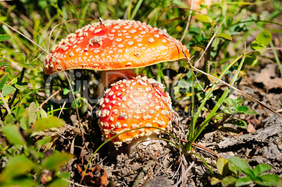 Fly-agaric in a forest, closeup photo.