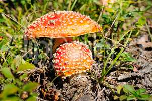 Fly-agaric in a forest, closeup photo.