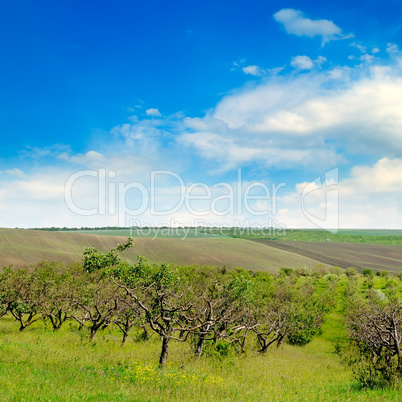Orchard, agricultural land and cloudy sky.